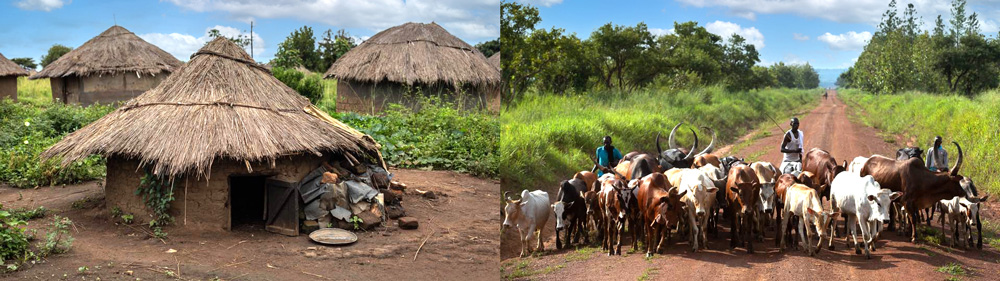 우간다 아무루 지역 마을 모습, 주민이 가축을 치는 모습