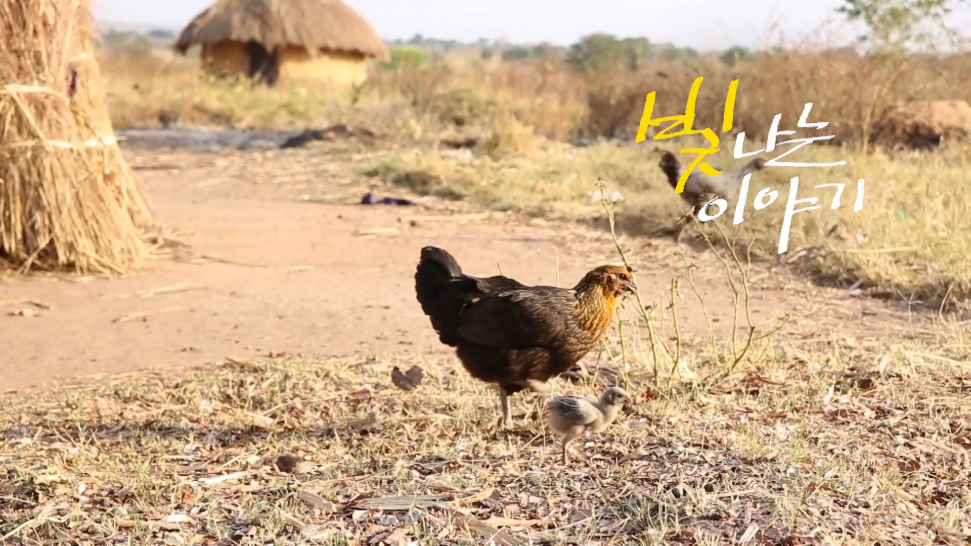 라이팅칠드런, 빛나는 이야기